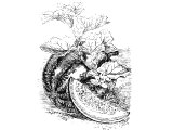 Melon (Cucumis melo), Heb. ABaTtiChIM (Num.11.5)
